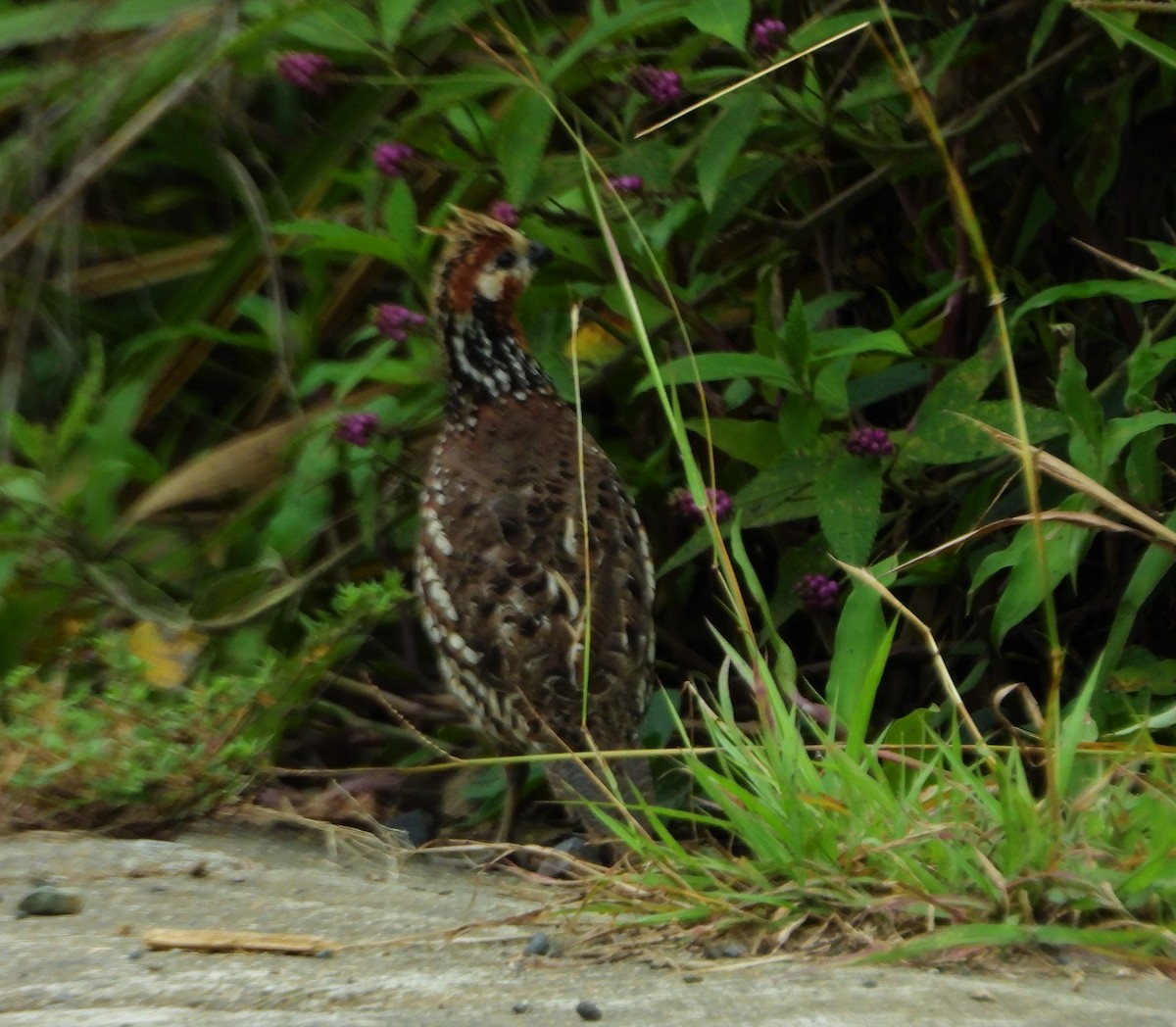 Crested Bobwhite - ML608278562