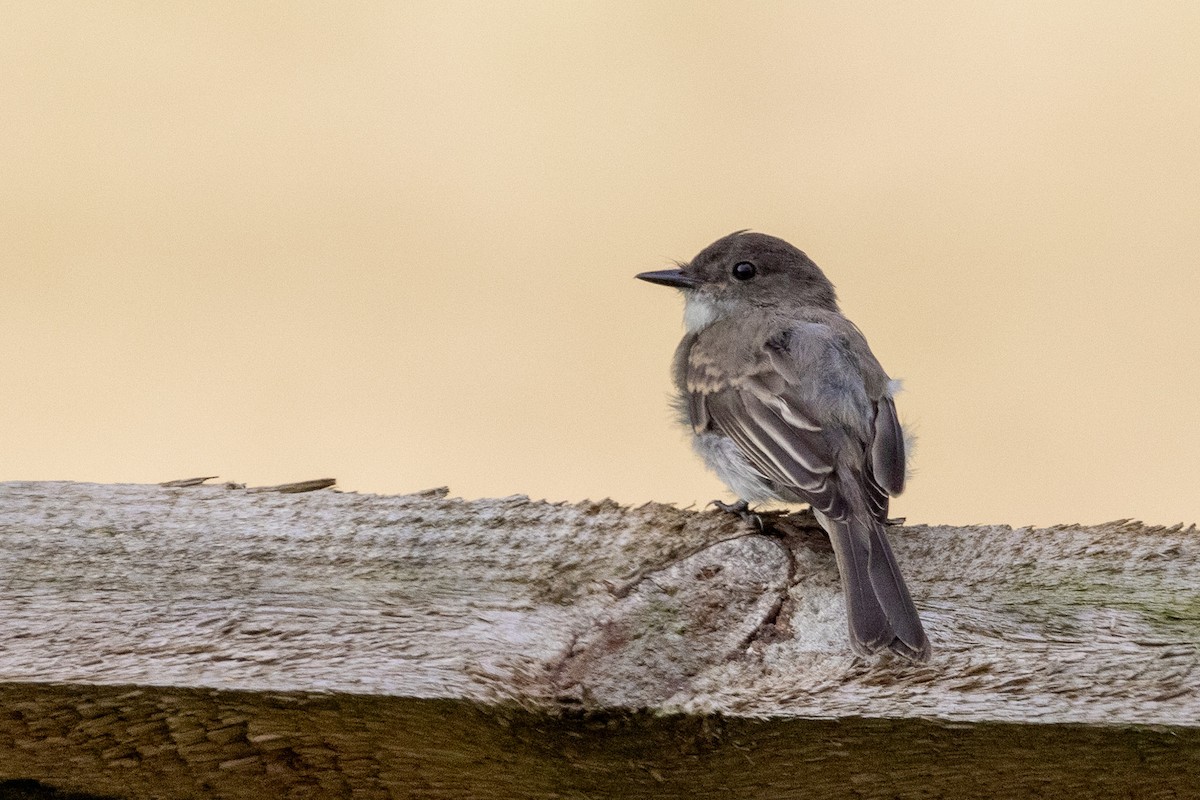 Eastern Phoebe - Joe Schuller