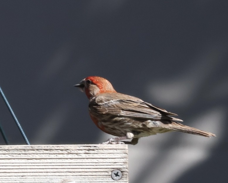 House Finch - ML608278648