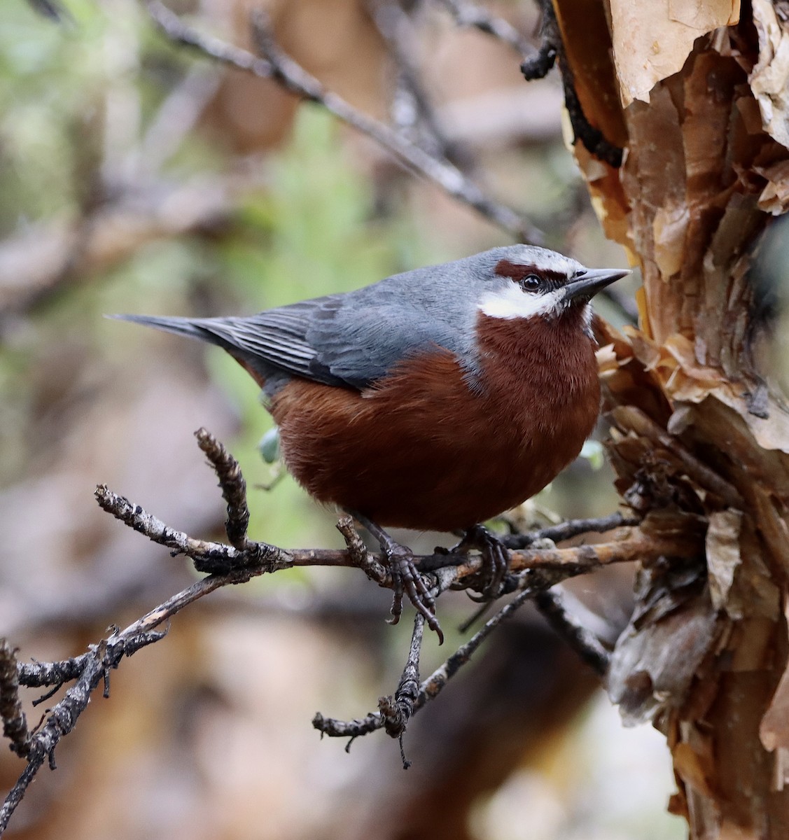 Giant Conebill - Angel Cárdenas