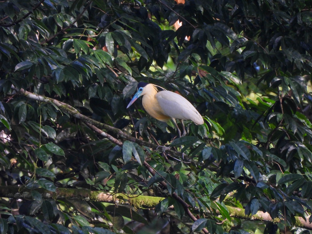 Capped Heron - ML608278929