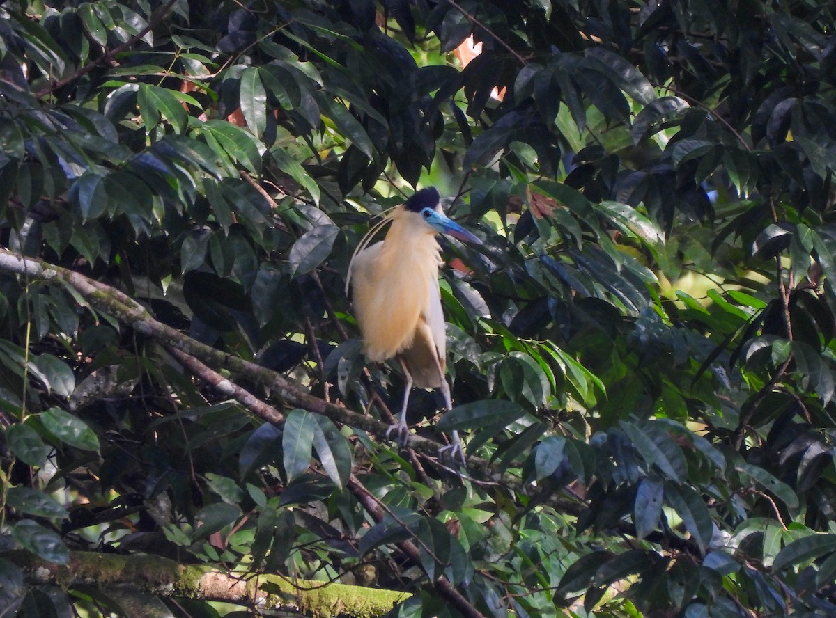 Capped Heron - Susan Brauning