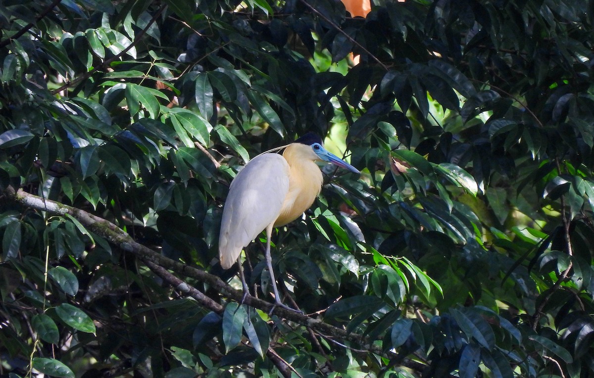 Capped Heron - ML608278934