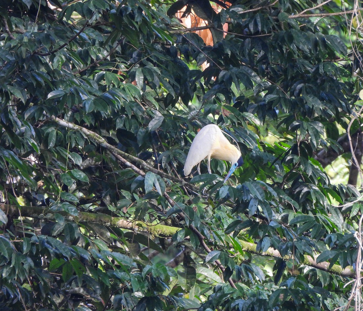 Capped Heron - ML608278935