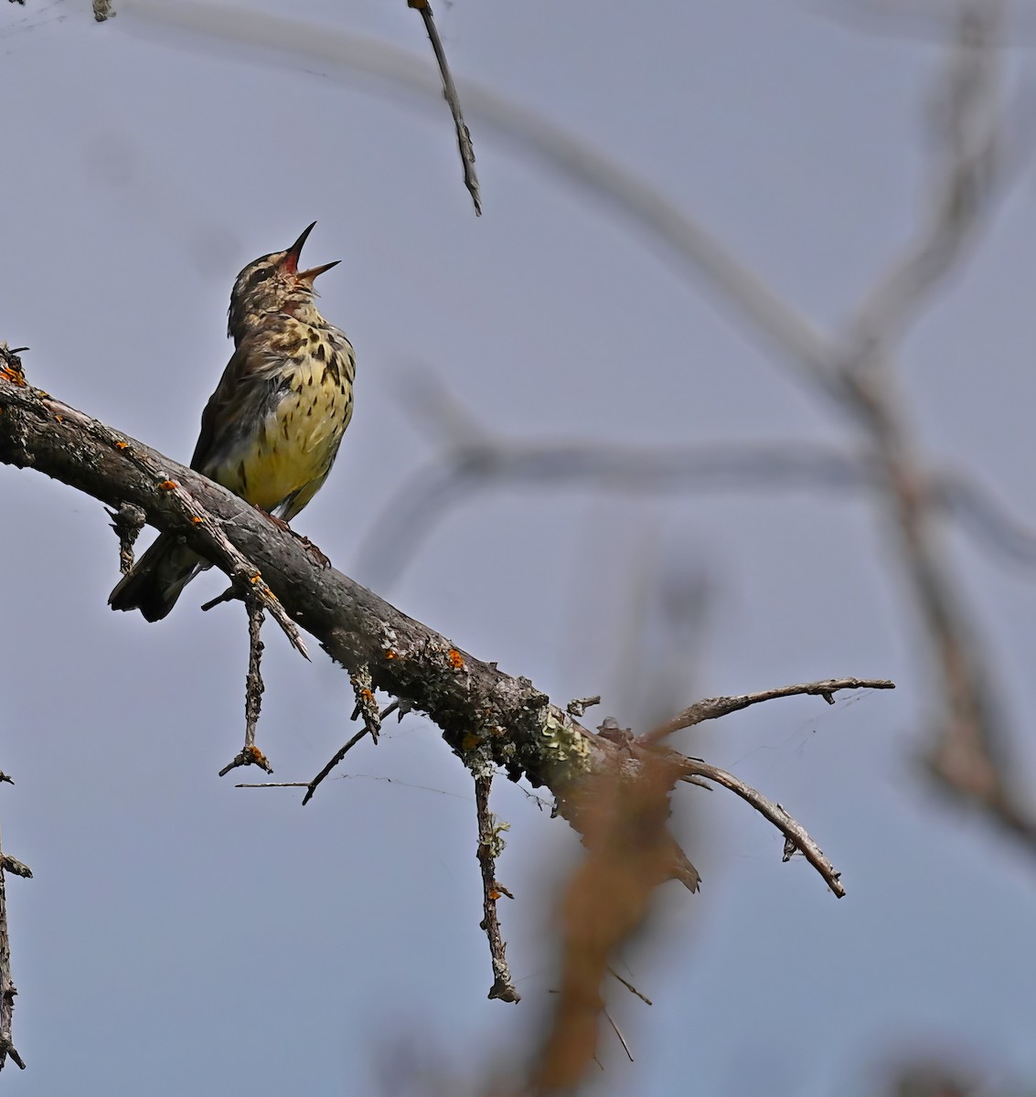 Northern Waterthrush - Paul Arneson