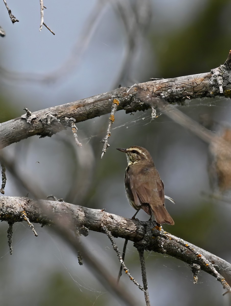 Northern Waterthrush - Paul Arneson