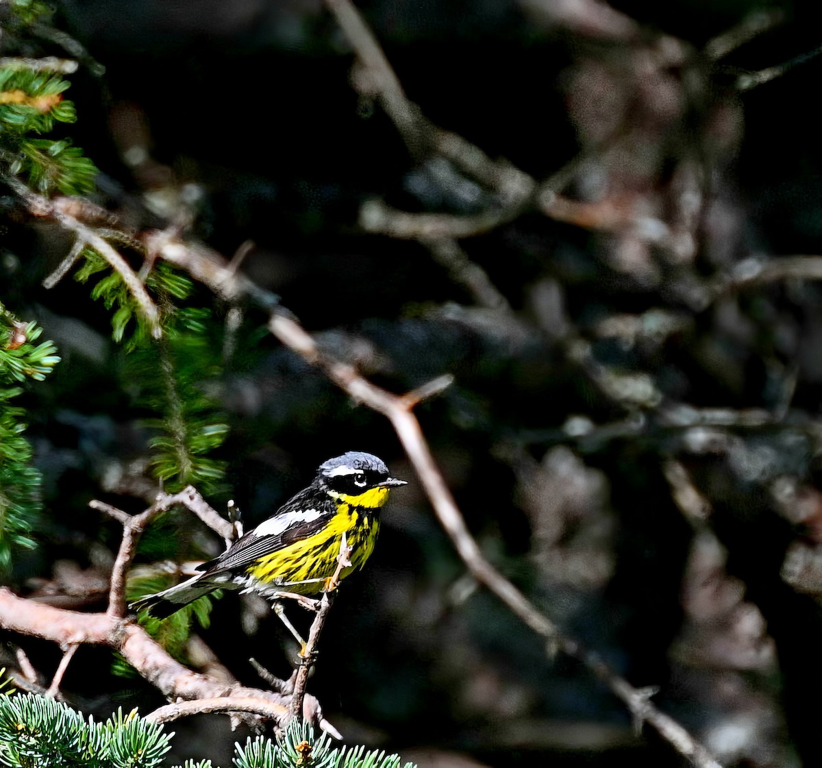 Magnolia Warbler - Paul Arneson