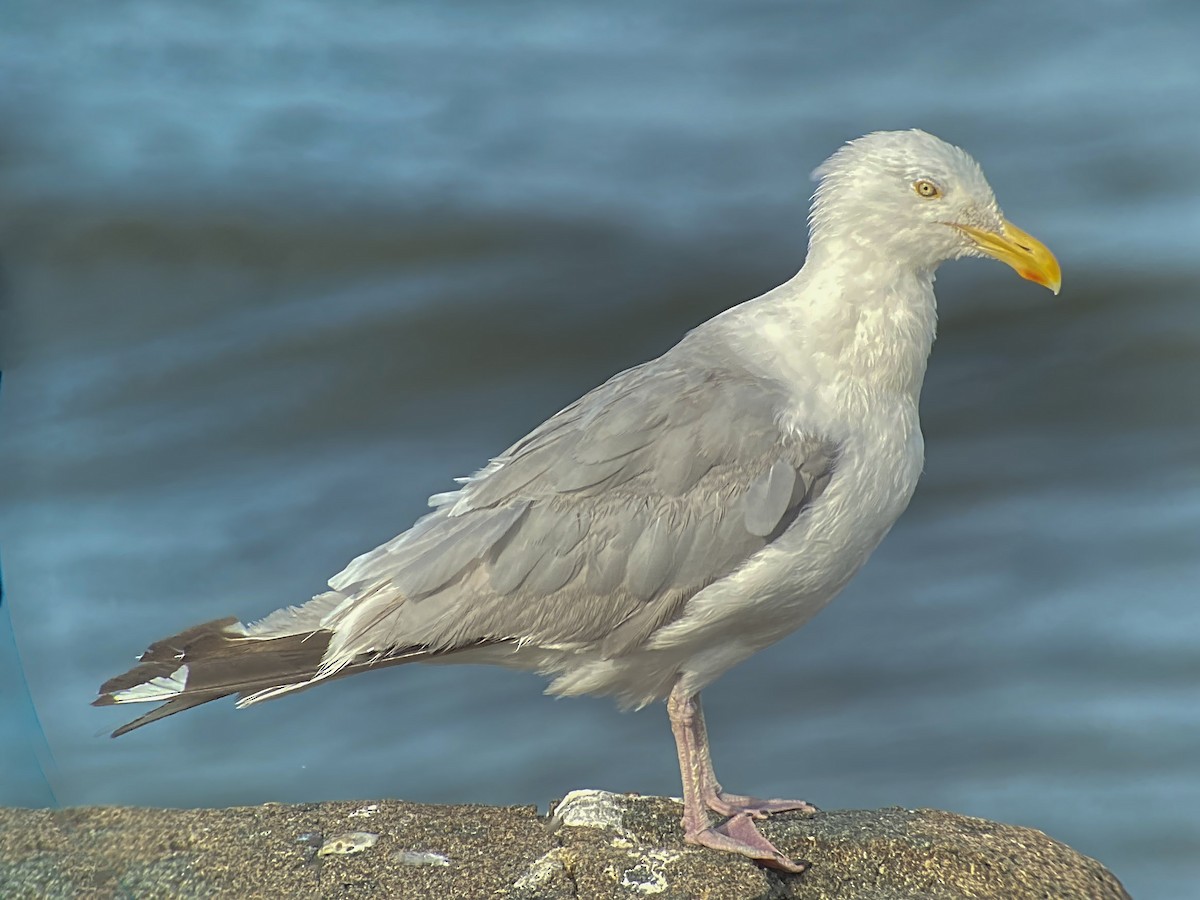 Herring Gull - ML608279038