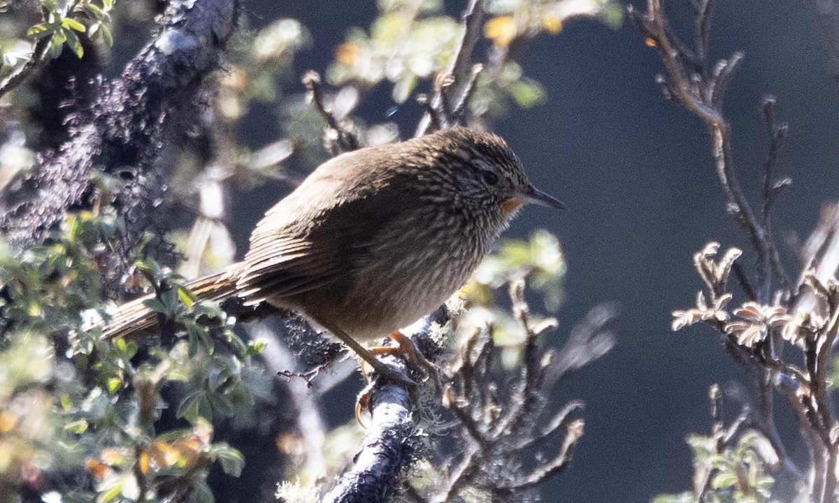 Canastero del Urubamba - ML608279197