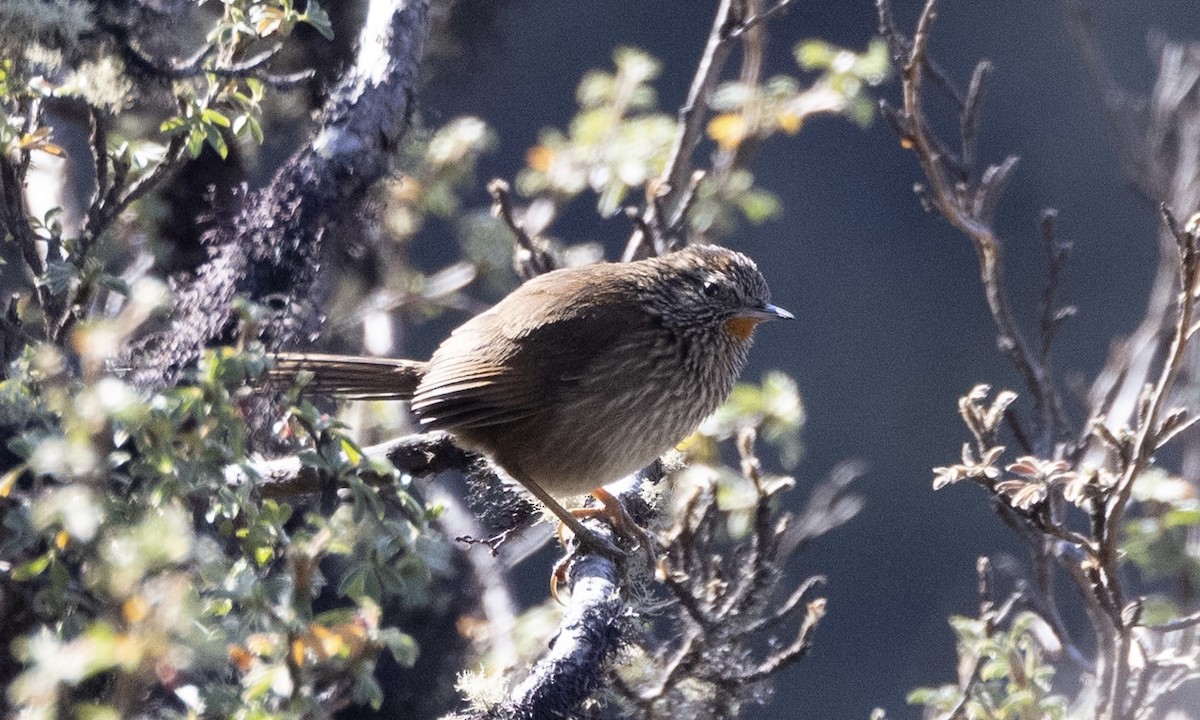 Canastero del Urubamba - ML608279202