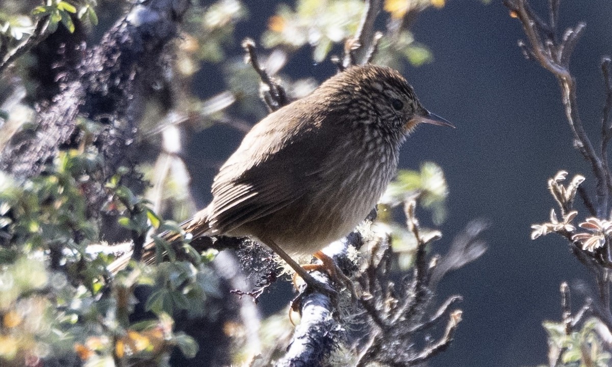 Canastero del Urubamba - ML608279203