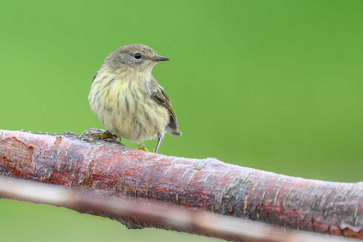 Cape May Warbler - ML608279240