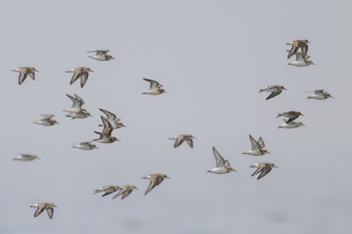 Semipalmated Sandpiper - ML608279248