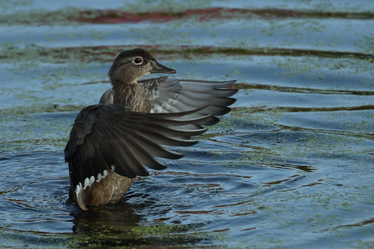 Wood Duck - ML608279461