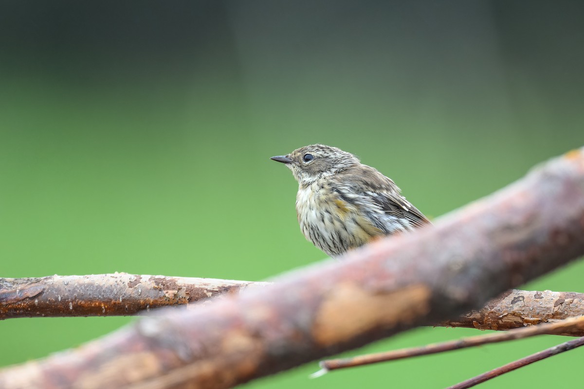 Yellow-rumped Warbler - ML608279599