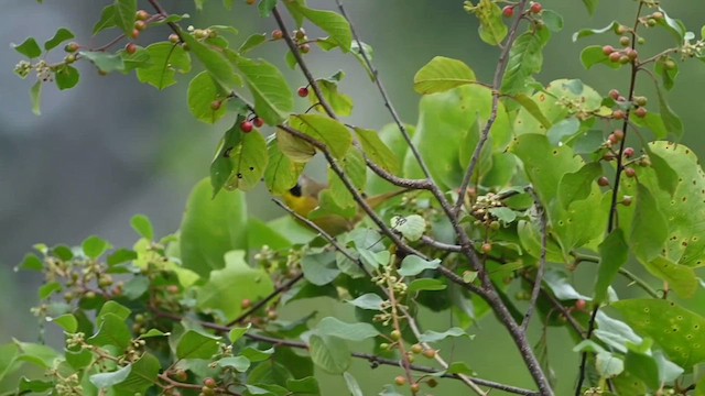 Weidengelbkehlchen - ML608279612