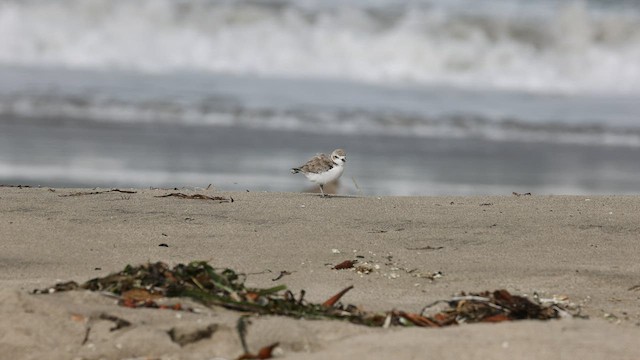 Snowy Plover - ML608279673