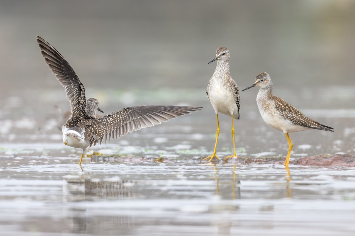 Lesser Yellowlegs - ML608279763