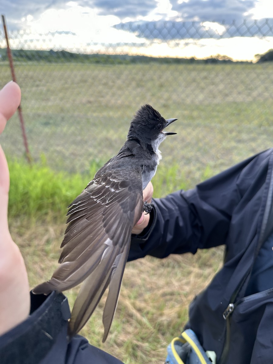 Eastern Kingbird - ML608279775