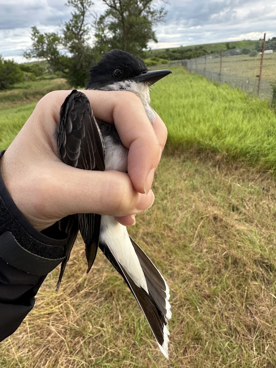 Eastern Kingbird - ML608279776