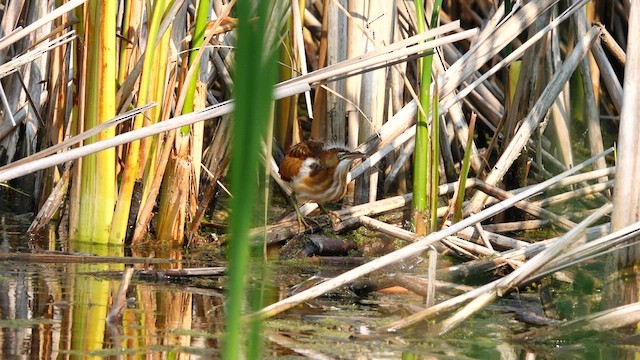 Least Bittern - ML608279799