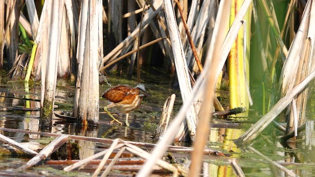 Least Bittern - ML608279800