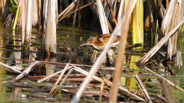 Least Bittern - ML608279801