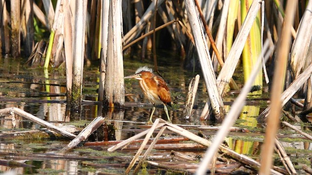 Least Bittern - ML608279809