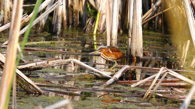 Least Bittern - ML608279810