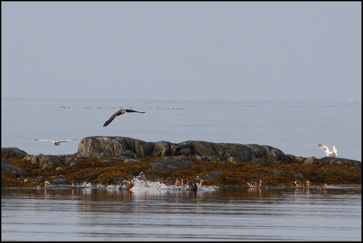 Peregrine Falcon - ML608279838