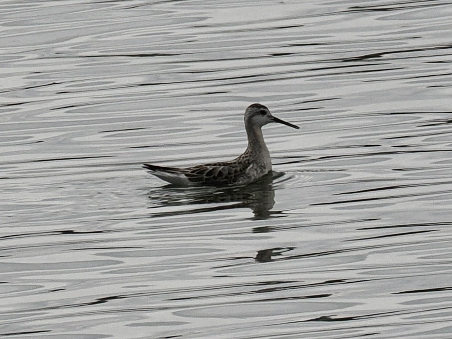 Wilson's Phalarope - ML608279860