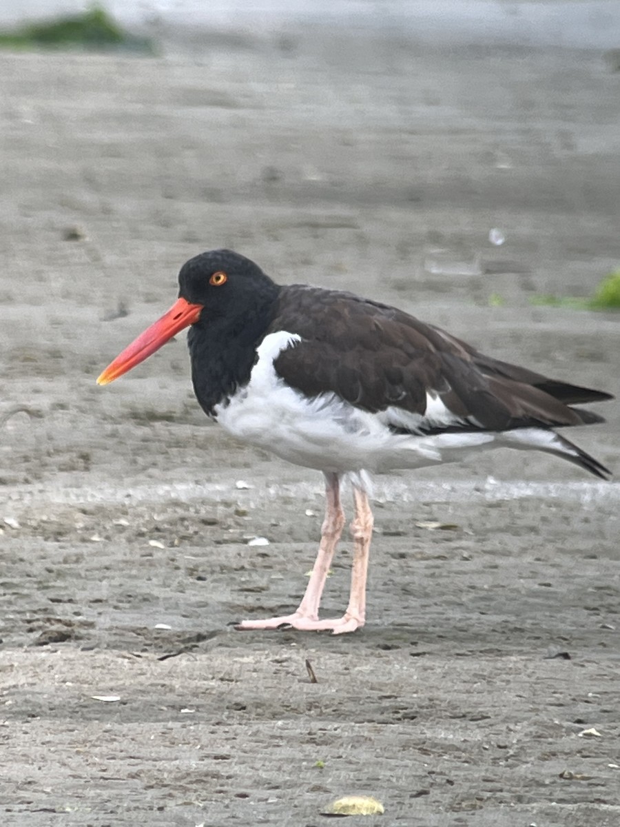 American Oystercatcher - Peter Grose