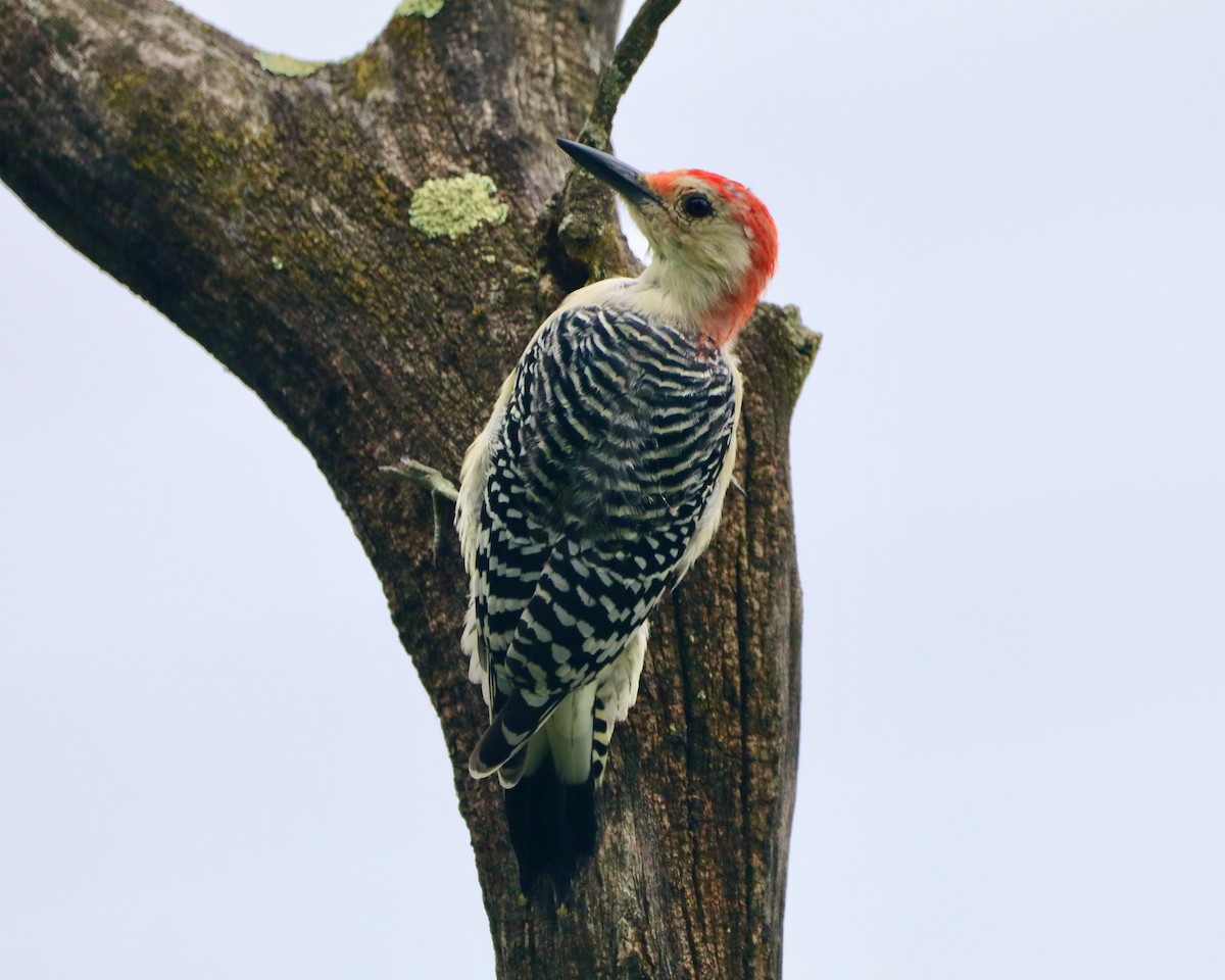 Red-bellied Woodpecker - ML608279924