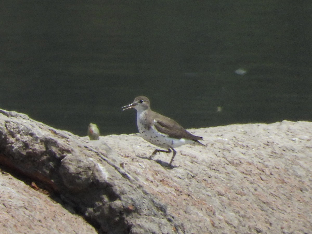 Spotted Sandpiper - Becky Amedee