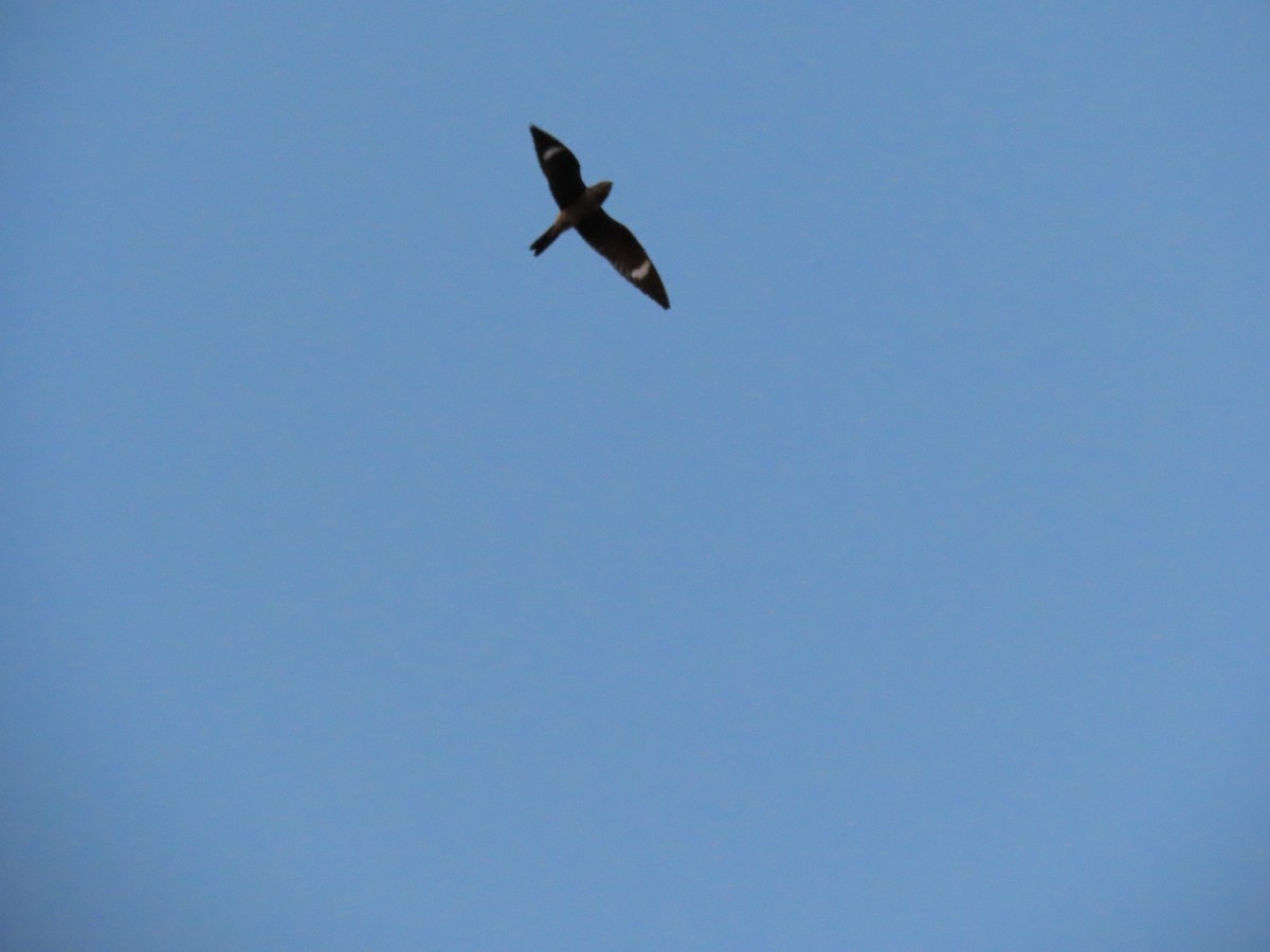 Common Nighthawk - Rhonda Langelaan