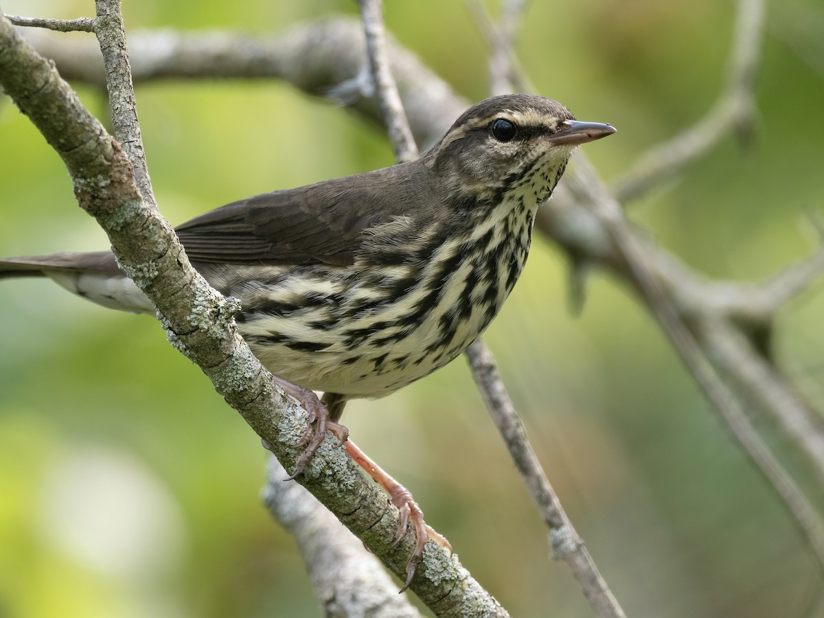 Northern Waterthrush - ML608280095