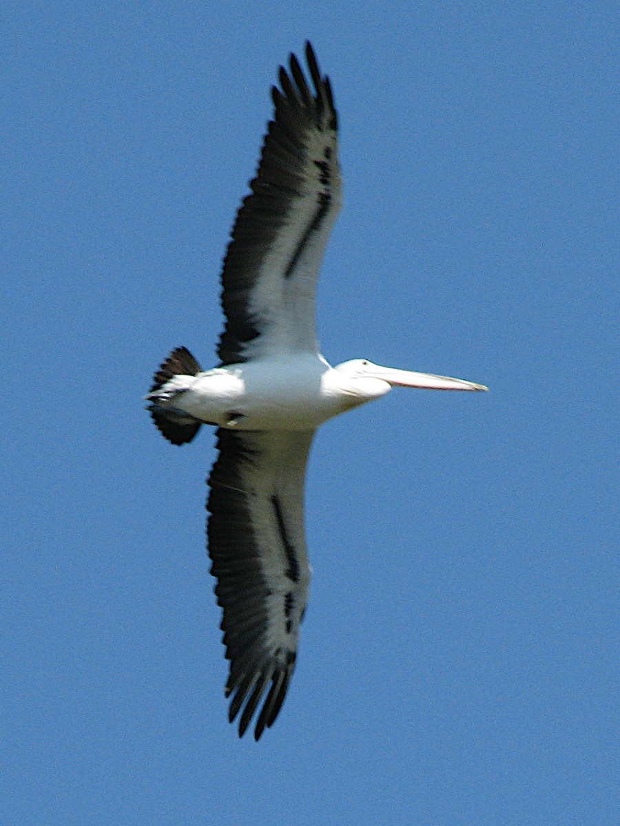 Australian Pelican - ML608280121