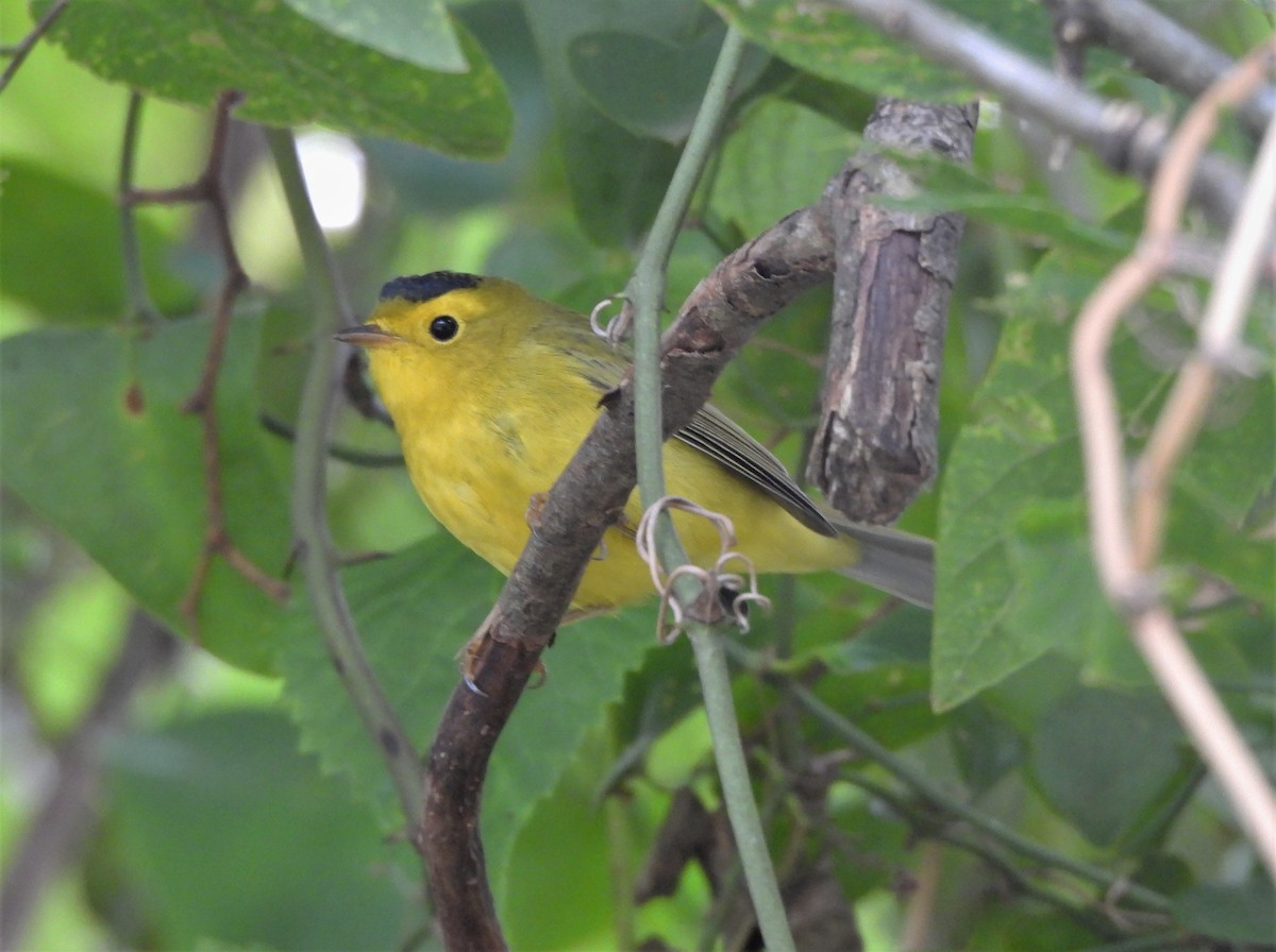 kalottparula - ML608280135