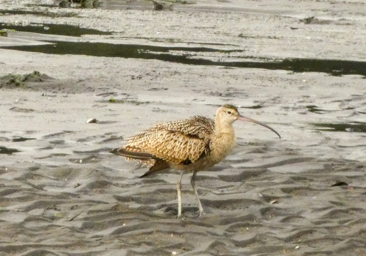 Long-billed Curlew - ML608280320