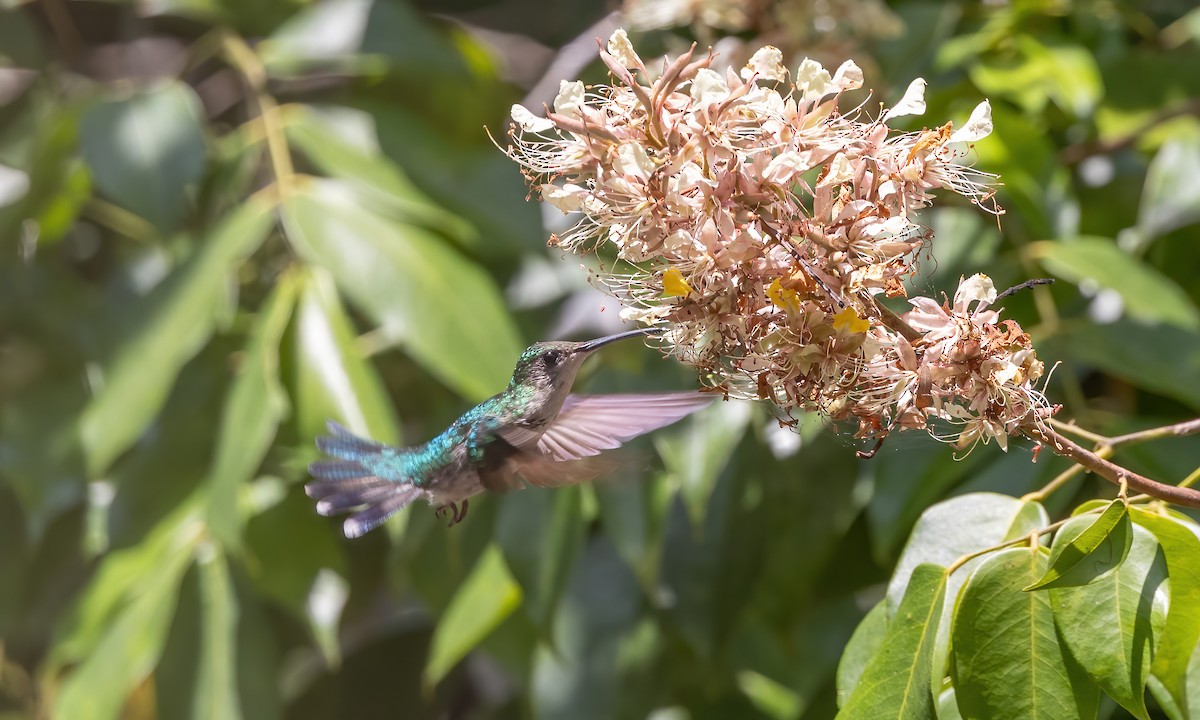 Fork-tailed Woodnymph - ML608280351