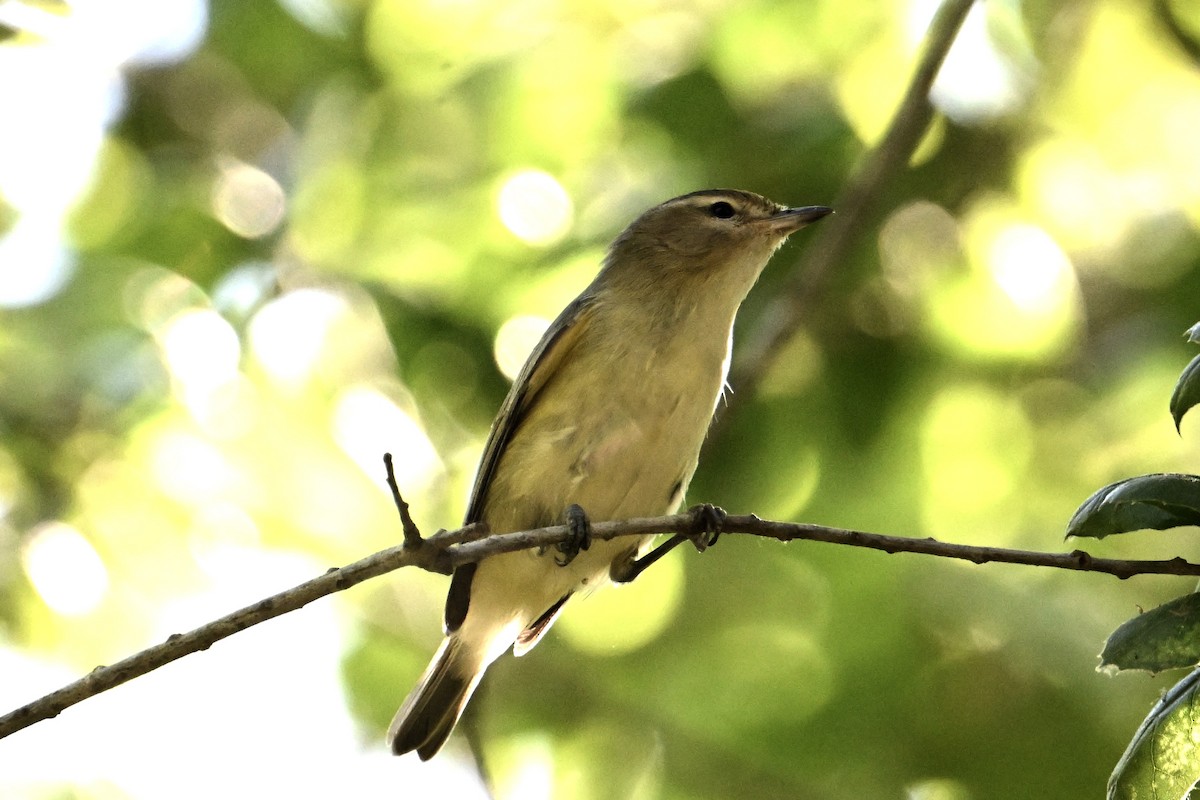 Warbling Vireo - John Dumlao