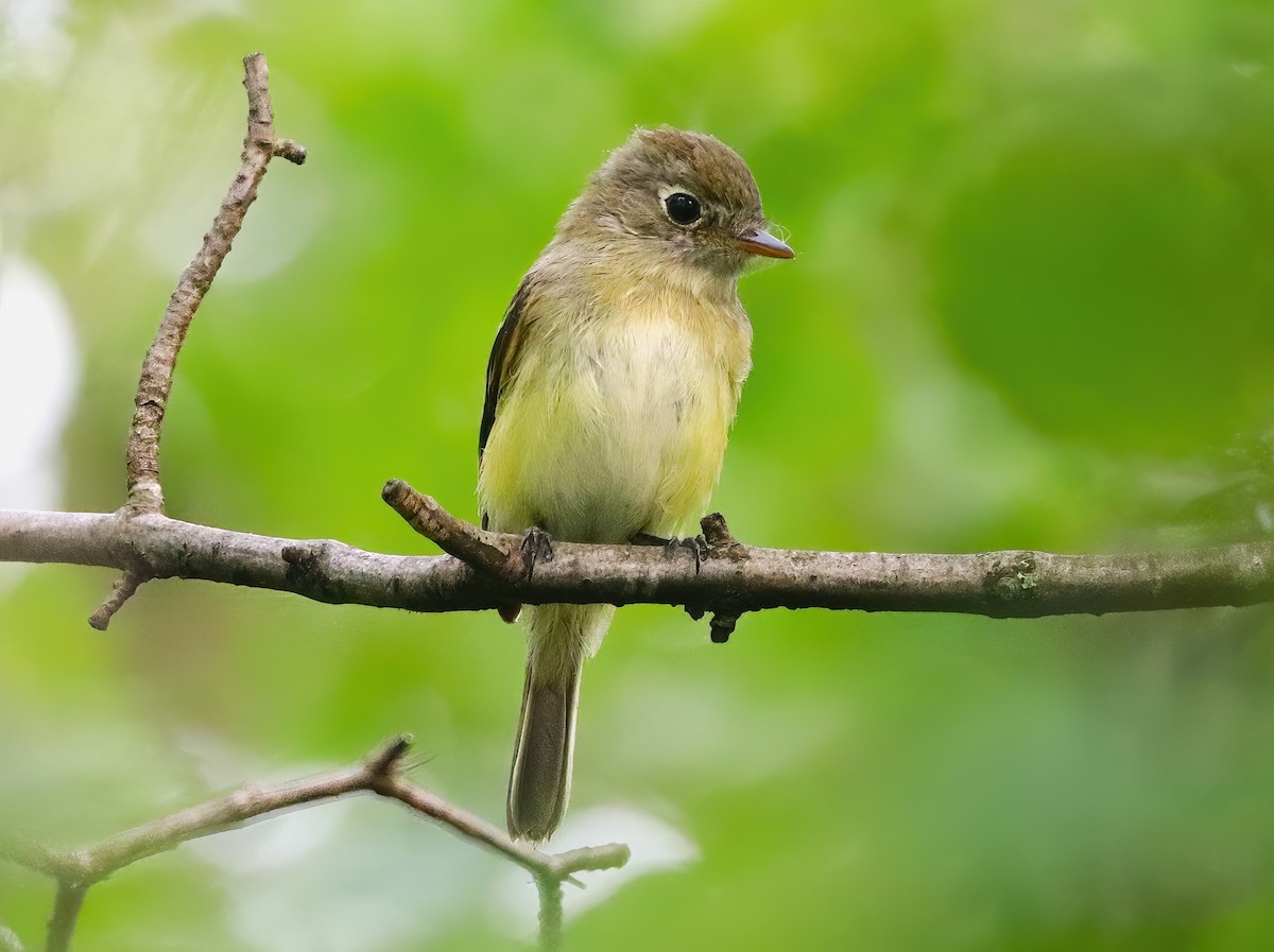 Least Flycatcher - ML608280441