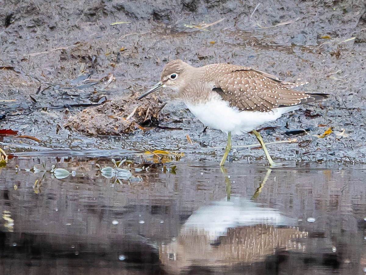 Solitary Sandpiper - ML608280445