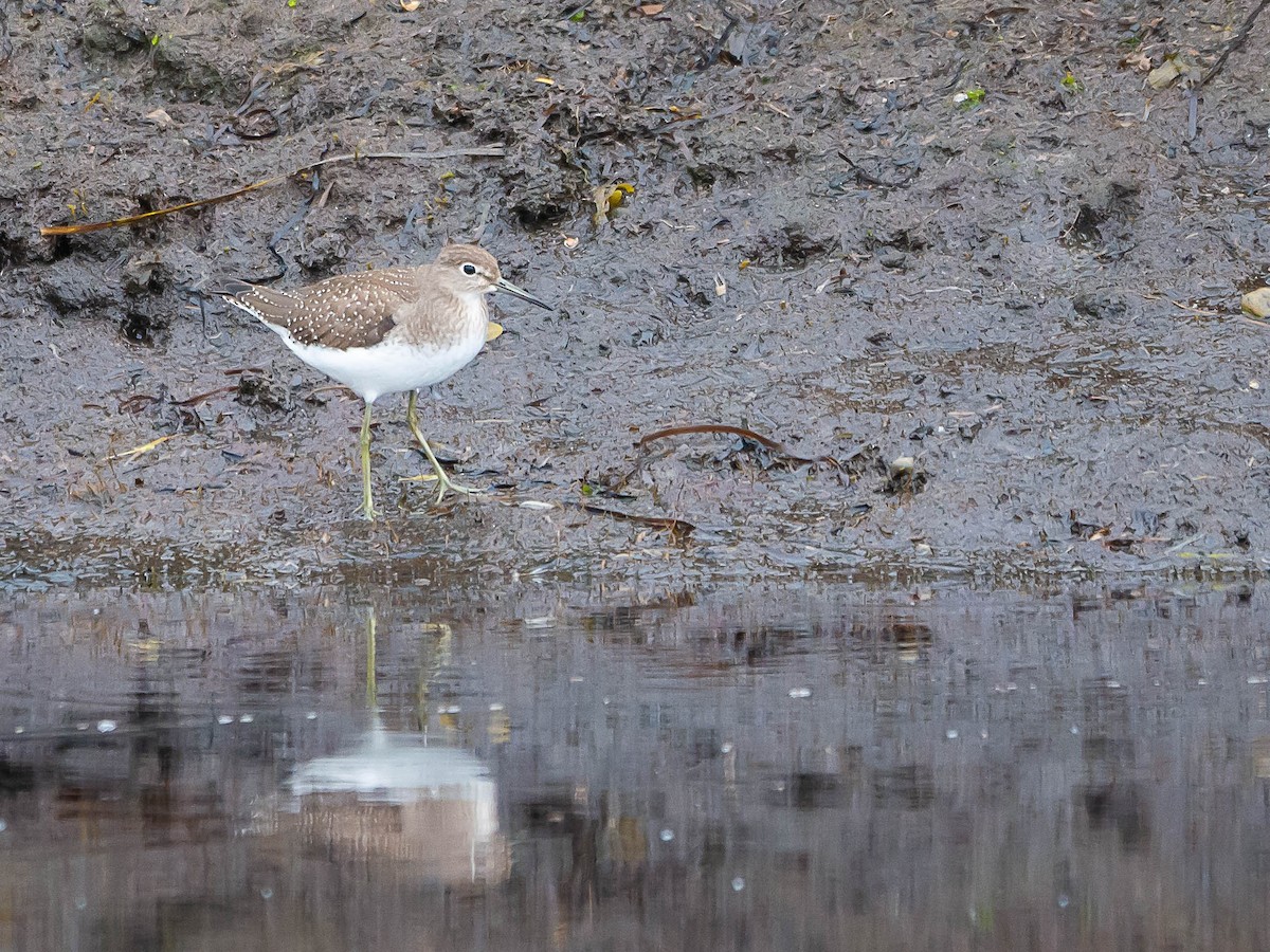 Solitary Sandpiper - ML608280446