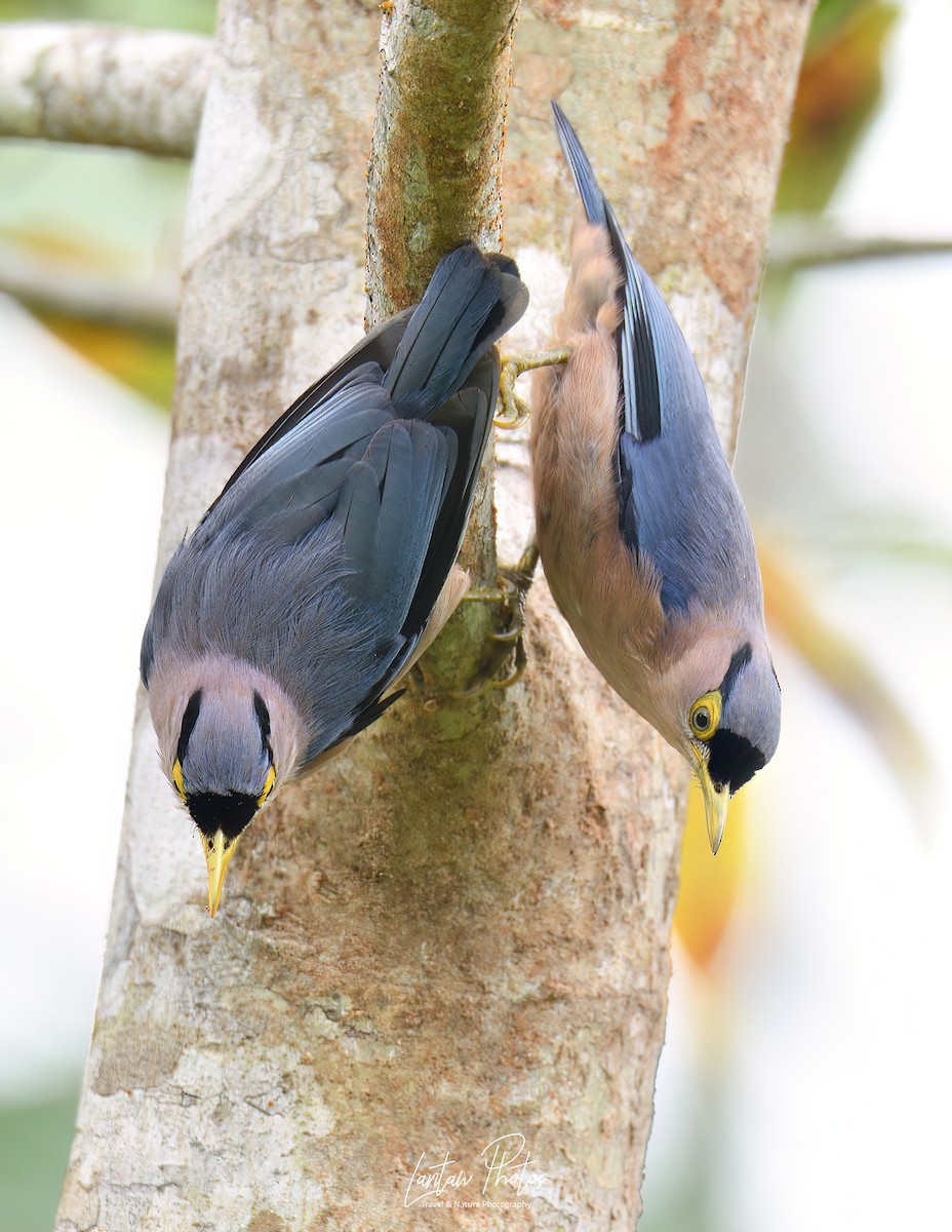 Sulphur-billed Nuthatch - Allan Barredo