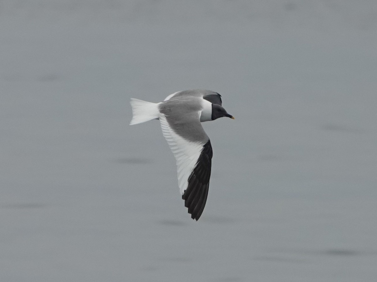 Sabine's Gull - ML608280535