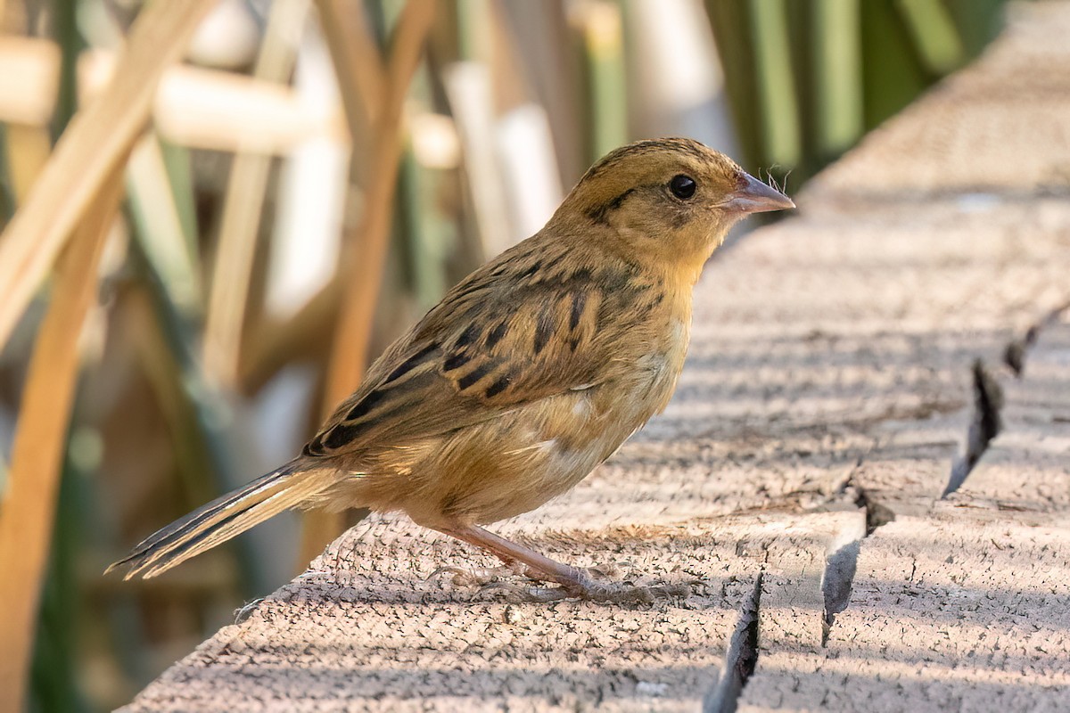 Nelson's Sparrow - ML608280653