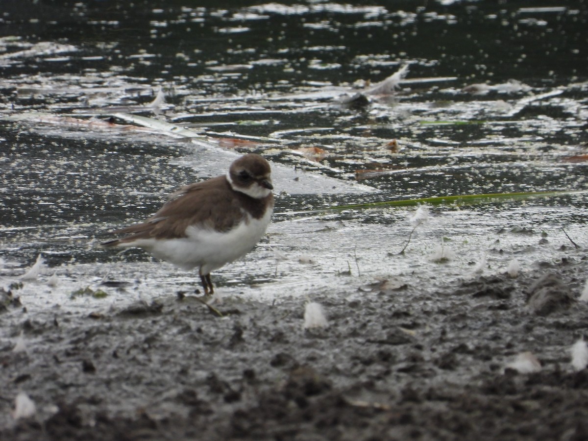 Semipalmated Plover - ML608280660