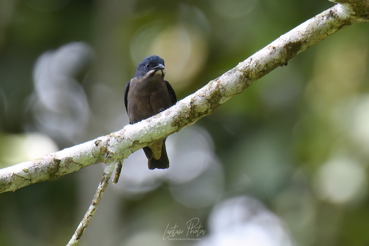 Whiskered Flowerpecker - Allan Barredo