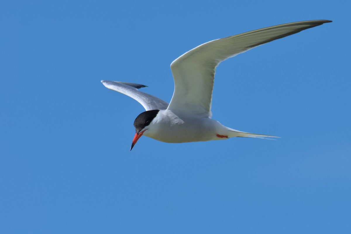 Common Tern - ML608280724